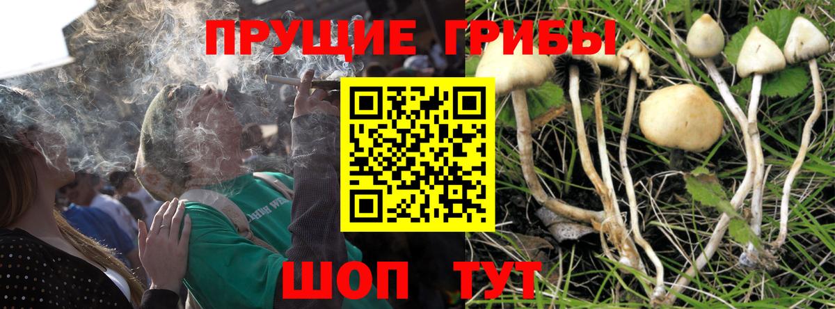 Псилоцибиновые грибы Psilocybine cubensis Гусиноозёрск